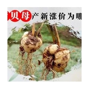 浙贝母产新涨价为哪般