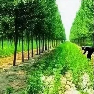 【学习资料】中药材采收期总结