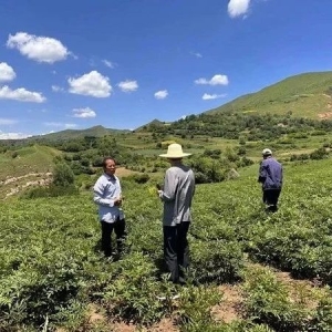 投稿资讯|一个被遗忘多年的高原明星羌活