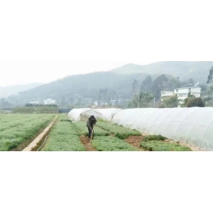 药财有道|云南天冬种植生产现状调查报告