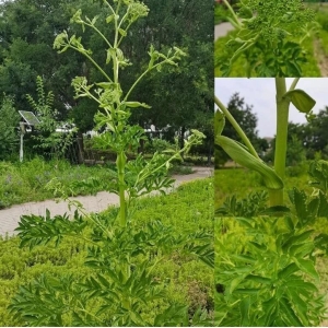 河北首个中医药ISO国际标准《中医药——白芷》正式发布