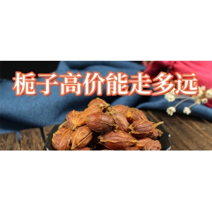 栀子高价能走多远