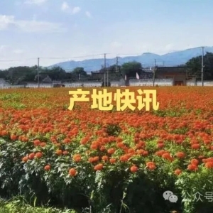 产地快讯：河南冬瓜子货源见底，要价上抬，湖北山银花货源走动迟缓，四川麦冬走动转稳