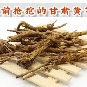 提前抢挖的甘肃黄芩