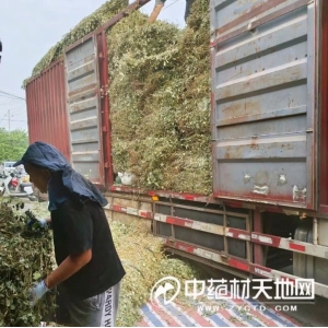 广金钱草新陈货源有量行情继续面临压力