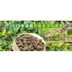 2024年连翘产新状况与思考