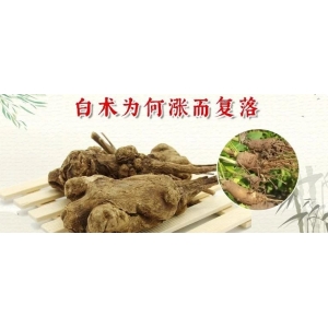 白术为何涨而复落
