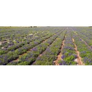 当前药市临新跌、产新跌、产新后续跌，2025年还能种植药材吗