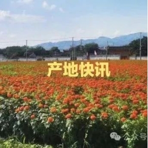 产地快讯：产地火、市场平，行情倒挂趋势显现，河南皂角刺减产受关注，河北酸枣仁走快