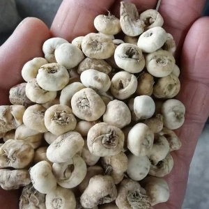 药财有道|产新量少，低迷四年的平贝母行情要起飞了？