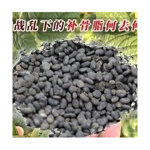 缅甸战乱下的补骨脂何去何从？