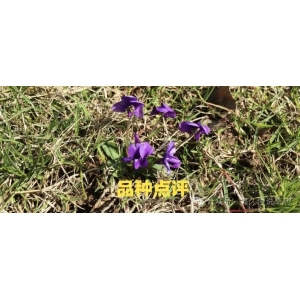 高久恒说药材：中小类品种领涨药市，这些小品种又涨了