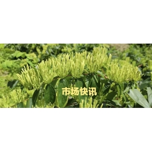 今日药市快讯：补骨脂、金樱子攀升、透骨草等价涨，菟丝子关注多