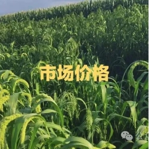 高久恒说药材：2024年7月12日值得关注的几种药材