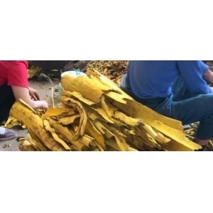 热点跟踪：黄柏产新已经结束 价格能否继续高升?