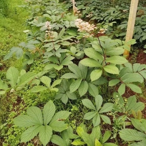 药财有道 | 岩陀市场价值解读与行情走势分析
