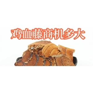 鸡血藤商机多大
