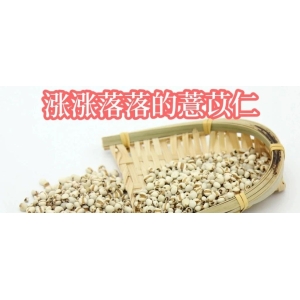 涨涨落落的薏苡仁