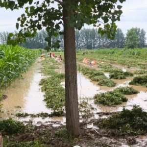 白术考察报告|暴雨过后的白术影响有多大？