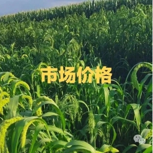 高久恒说药材：2024年7月22日关注度提升的几种药材