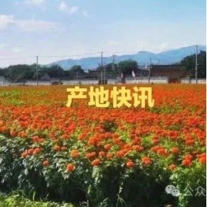 今日产地快讯：安徽亳州白术鲜货量大价滑，河南全蝎走势畅快价涨，云南木香行情持续上