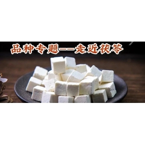 走近茯苓