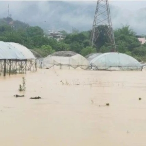 投稿资讯 | 五指毛桃市场的风雨挑战