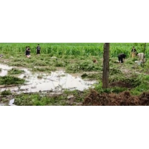 亳州药市7月点评|上涨品种继续减少 部分行情启动震荡下滑