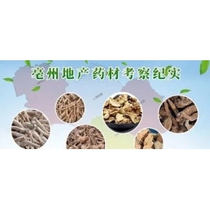 亳州地产药材考察纪实