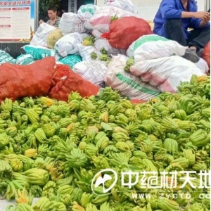 佛手近年行情几经涨跌 市场已呈疲态