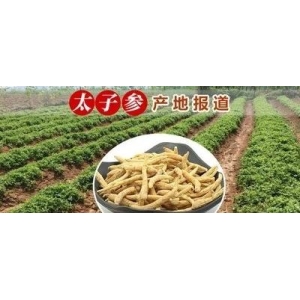 太子参产地报道