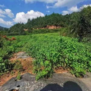 药财有道重磅|2024年云当归种植情况调查报告