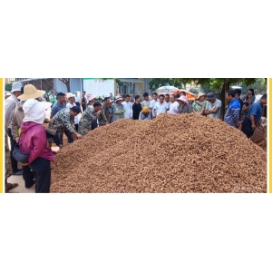 文山三七产业协会三七行情参考（2024年8月5日-8月11日）