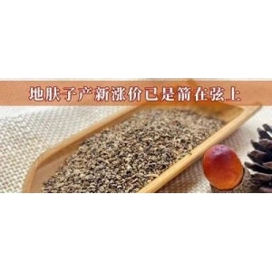 地肤子产新涨价已是箭在弦上
