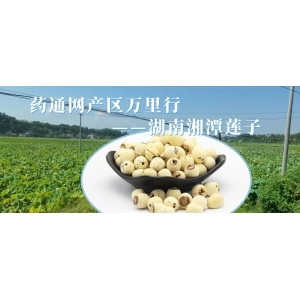 药通网产区万里行——湖南湘潭莲子