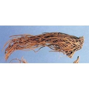 8月13日国家级万良人参市场最新价格