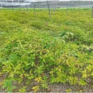 药财有道 | 珠子参行情走势浅析
