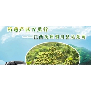 药通产区万里行——江西抚州黎川县吴茱萸