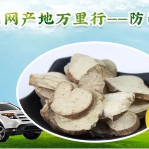 药通网产地万里行——防己篇