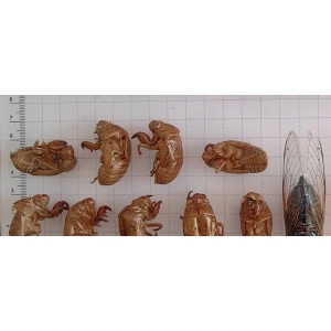 热点跟踪：蝉蜕短时出现止落转升 后续还存在上涨机会？