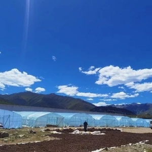 药财有道 | 永胜带你去看甘孜州野生羌活产新