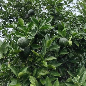 新“枳”生产力分析|枳壳行情高开低走的成因