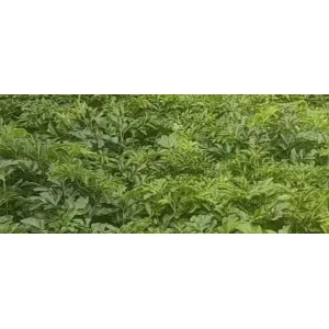 产新跟踪：亳白芷产能大增  是否存在行情机遇
