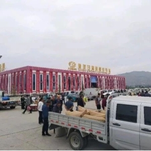 2024年8月29日文峰康美中药材市场快讯