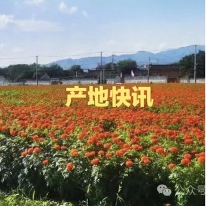 产地快讯：河南蝉蜕价升，连翘走好，河北酸枣仁行情上涨，山东海