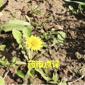 周评：涨价品种有所增多，市场略显升温，但跌价品种多为常用大宗，且跌幅逐步加，药市