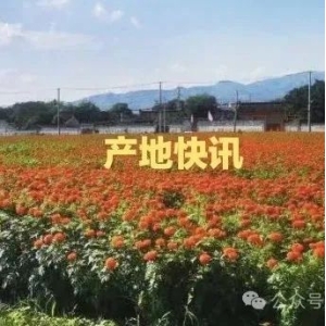产地快讯：河南苦参走快，夏枯球小幅滑落，安徽天麻减产价坚挺，