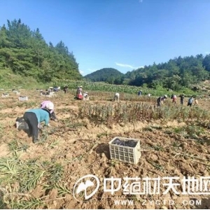 产新追踪|百合高位下滑后出现明显反弹 后续怎么看?
