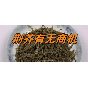 荆芥有无商机
