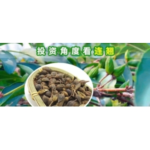 投资角度看连翘